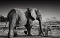 580 - AFRICAN ELEPHANTS - SHERREN PAM - united kingdom